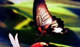 1975蝴蝶在线观看,穿越时空的奇幻之旅